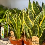Svokrine jazyky (Sansevieria) ´SUPERBA´  - výška 20-30 cm , kont. C1L 
